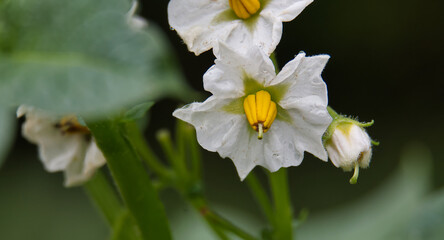 Fototapeta premium A close-up captures the delicate beauty of white potato flowers in full bloom, showcasing their vibrant details.