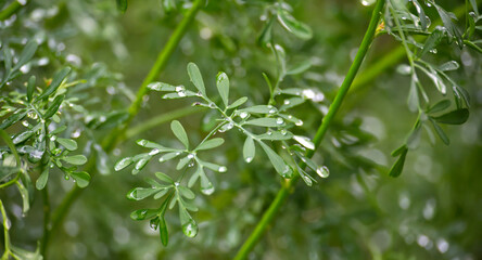 Lush green rue plant with water droplets glistens in the natural light.