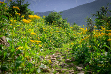 mountain landscape with flowers