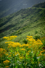 Fototapeta premium mountain landscape with yellow flowers