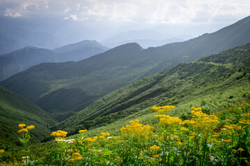 meadow with flowers