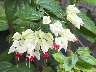 A Bleeding Heart Vine, also known as Clerodendrum thomsoniae, an evergreen climber plant with...
