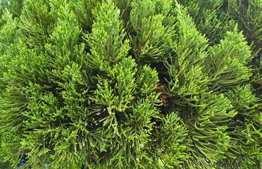 빗방울이 맺힌 나무