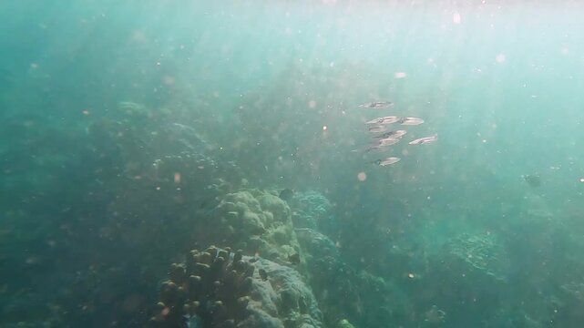 Underwater view of Bigfin reef squid swimming over coral reef  in Amed on tropical island of Bali Indonesia