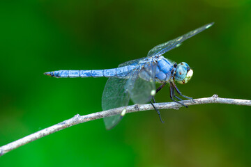 Male Eastern Pondhawk Dragonfly