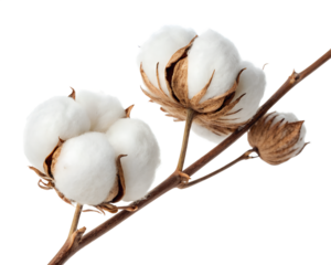 High-resolution cotton branch with fluffy white bolls and green leaves on isolated background. Ideal for eco branding, textile design, organic packaging, agriculture visuals, and natural themes.