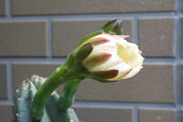 柱サボテン、花、つぼみ、蕾、さぼてんの花、サボテンの花、柱サボテンの花