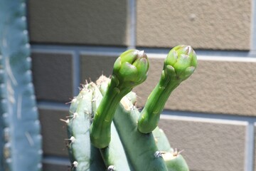 柱サボテン、花、つぼみ、蕾、さぼてんの花、サボテンの花、柱サボテンの花