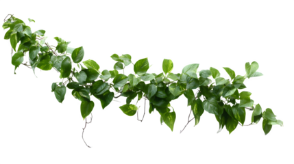 Long vine of trailing pothos