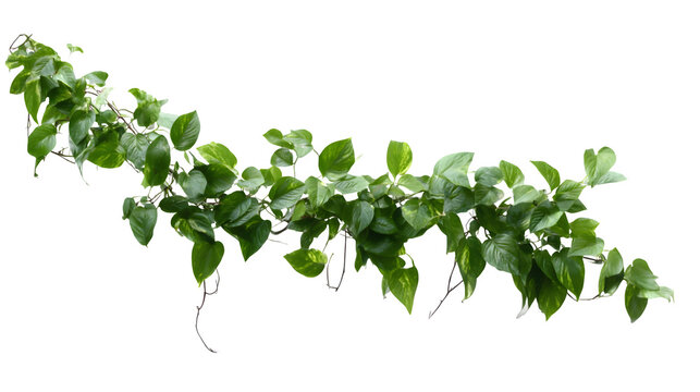 Long vine of trailing pothos