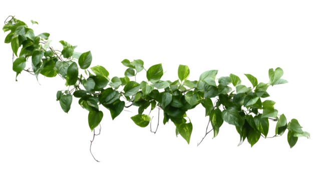 Long vine of trailing pothos