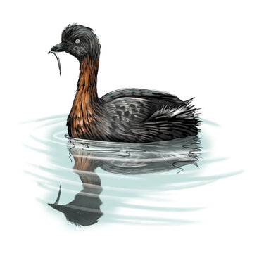 This detailed illustration depicts the dabchick (Poliocephalus rufopectus), also known as the New Zealand grebe or weweia in te reo Māori &mdash; a small, freshwater diving bird endemic to Aotearoa. 