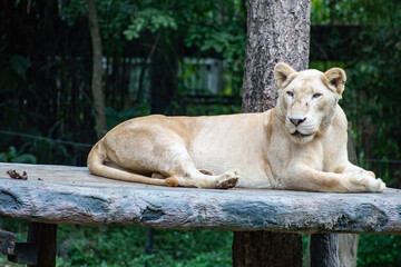 lioness chilling © KOMNINAKIS THAILAND 