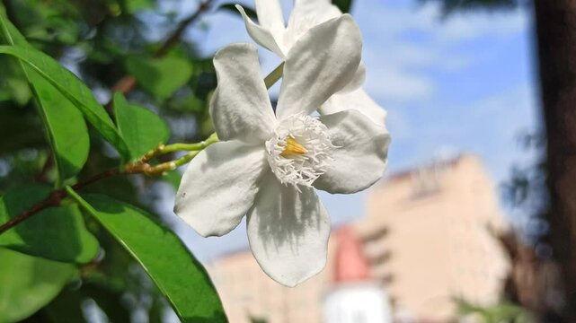 The white Wrightia antidysenterica blooms with simple elegance, often found in tropical gardens as a calming ornamental flower