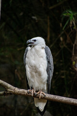 White bellied sea eagle