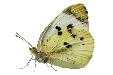 Close up of a pale yellow butterfly with black spots.
