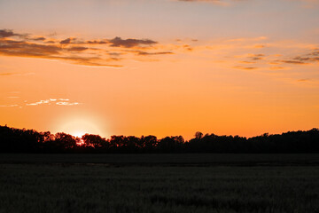 Golden Sunset Over Rural Field With Tree Silhouette on the Horizon at Dusk