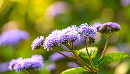 Close-up of purple flowers