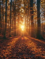 Golden autumn forest path bathed in warm sunlight rays