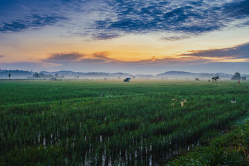 Obraz premium Misty Rice Fields at Sunrise in Samboja.