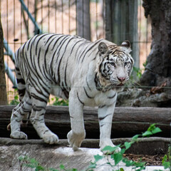 big white begal tiger