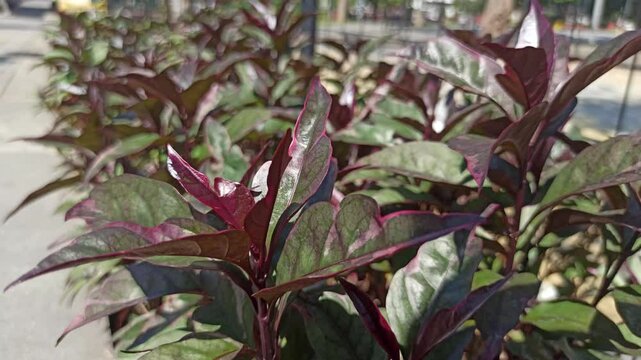Graptophyllum pictum features striking variegated leaves in purple and green, perfect for ornamental gardens and tropical landscapes