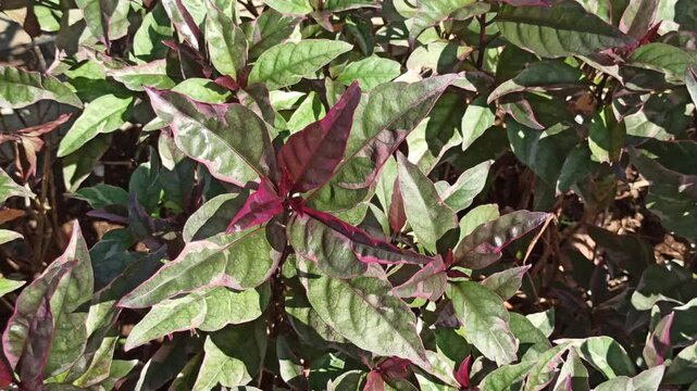 Graptophyllum pictum features striking variegated leaves in purple and green, perfect for ornamental gardens and tropical landscapes