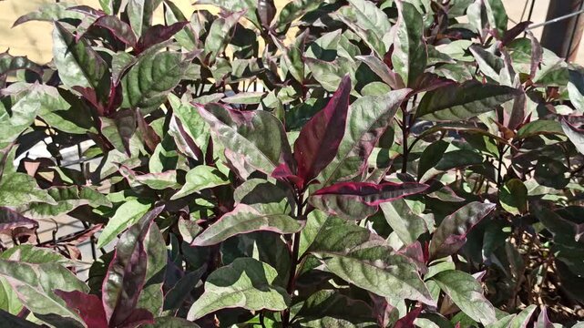 Graptophyllum pictum features striking variegated leaves in purple and green, perfect for ornamental gardens and tropical landscapes