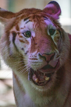 big begal tiger 