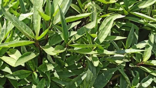 Justicia gendarussa is a medicinal shrub with slender green leaves, often used in traditional herbal remedies and ornamental tropical gardens