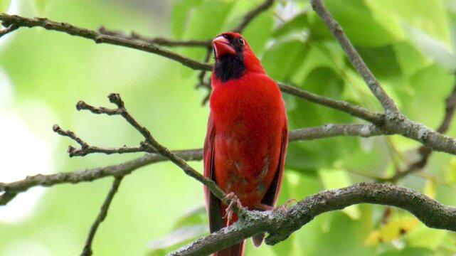 Close-Up of Northern Cardinal (Cardinalis cardinalis) Chirping on Branch Surrounded by Foliage In Slow Motion