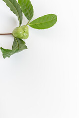 茶の実　お茶の実　お茶の種　白背景