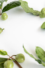 茶の実　お茶の実　お茶の種　白背景