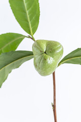 茶の実　お茶の実　お茶の種　白背景