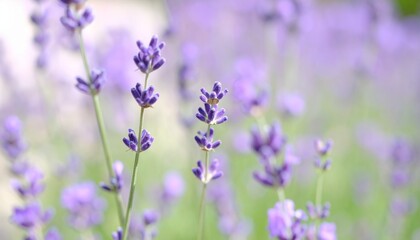 Obraz premium 夏の風に優しく揺れる繊細なラベンダーの花をクローズアップ、柔らかな紫色とパステル調の背景が癒しの雰囲気を醸し出す写真