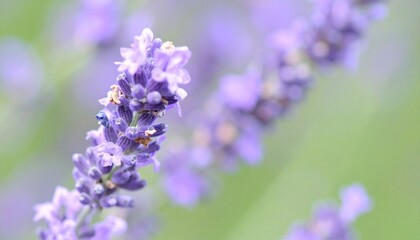 Fototapeta premium 夏の風に優しく揺れる繊細なラベンダーの花をクローズアップ、柔らかな紫色とパステル調の背景が癒しの雰囲気を醸し出す写真