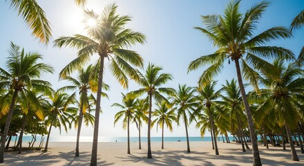 Fototapeta premium palm trees