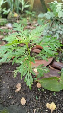 Cosmos caudatus, also known as ulam raja or kenikir, is a leafy herb with a unique aroma, used in traditional dishes and herbal remedies