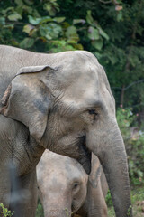 Fototapeta premium Asian elephan, Thailand 
