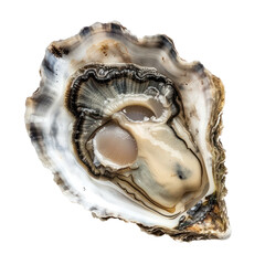 Naklejka premium A single oyster with a white and black striped shell, isolated on a transparent background.