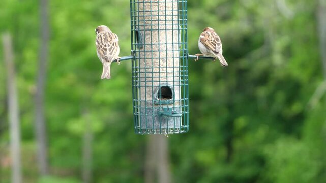 Birdfeeder 0758 Birds Wildlife Squirrel Backyard