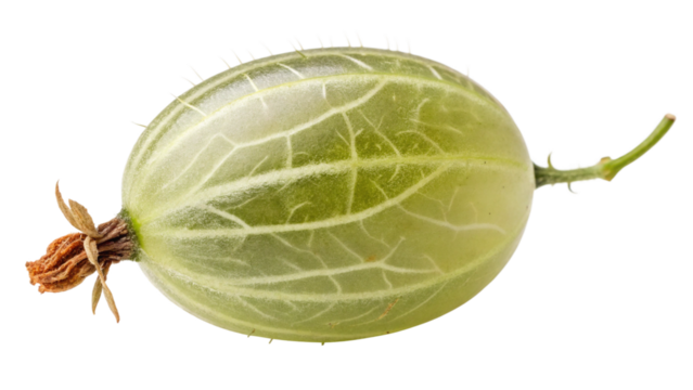 Isolated gooseberry fruit close up macro shot for healthy eating and fresh organic food concept use 100char