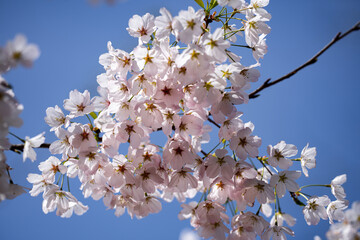 Spring Blossom tree branch with white flowers. Spring flowers. White flowers the fruit tree. The...