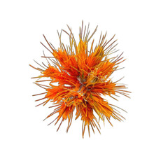 Abstract orange floral explosion