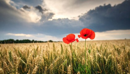 Two poppies in a golden wheat field under a stormy sky