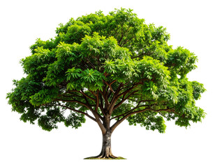 Tropical Green Tree with Curved Trunk and Broad Leaves, Transparent Background