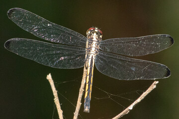 Dragonfly Resting on a Twig in Six Mile Cypress Slough Preserve, Florida