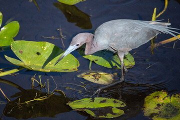 Little Blue Heron Hunting in Wetlands at Six Mile Cypress Slough Preserve, Florida