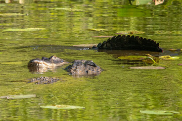 Alligator Mating in Six Mile Cypress Slough Preserve, Florida