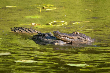 Alligator Mating in Six Mile Cypress Slough Preserve, Florida